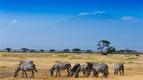 Amboseli Safaris » Wildlife Safari