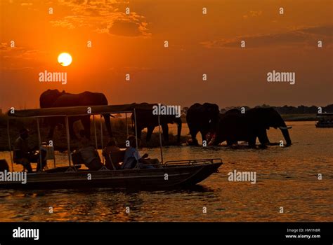 Elephants at sunset from the sunset cruise boat ride, Chobe river, Chobe National Park, Botswana ...