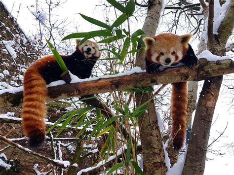 Zoo Detectives 2019 at Bristol Zoo Gardens from Saturday 16th February to Sunday