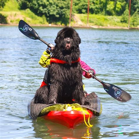 Rescue Newfoundlands Dogs