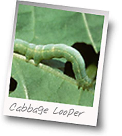 Cabbage Looper Life Cycle | Control Methods for Cabbage Loopers