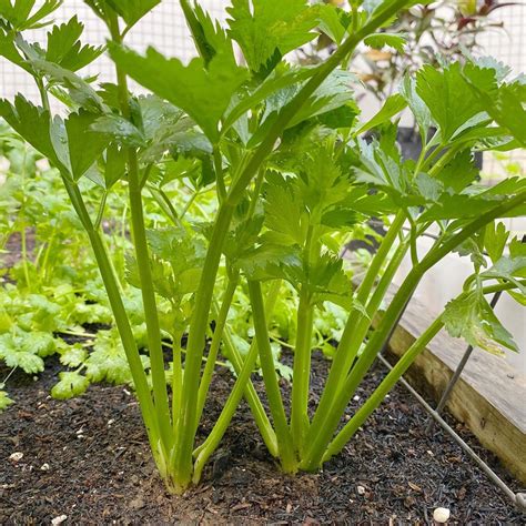 Celery Seeds - Mountain Top Seed Bank