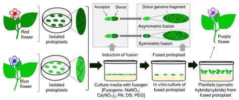 Plants | Free Full-Text | Tissue Culture in Ornamentals: Cultivation ...