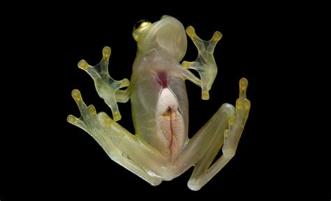 New Species of Glass Frog Discovered in Ecuador Named Nouns DAO ...