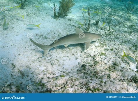 Caribbean Reef Shark in Its Natural Habitat Stock Image - Image of fish ...