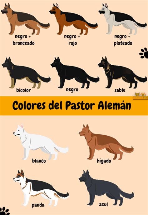 Tipos de Pastor Alemán - Guía Completa [Líneas, Colores] + Fotos