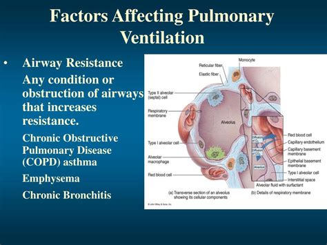 PPT - Processes of the Respiratory System PowerPoint Presentation, free ...