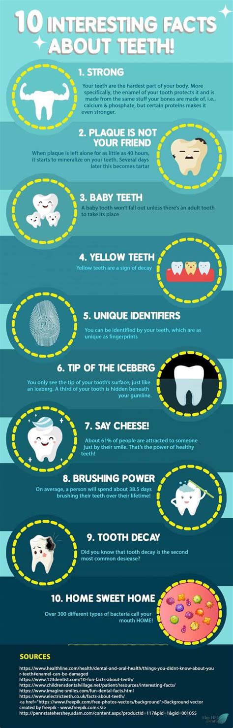 10 Interesting Facts About Teeth + Infographic | Elm Hill Dentistry