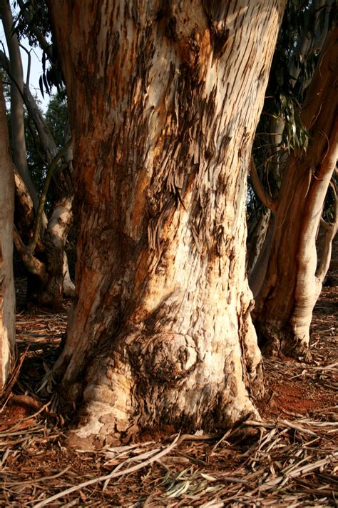Eucalyptus Tree Trunk Free Stock Photo - Public Domain Pictures