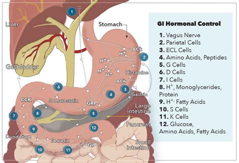 Gastrointestinal hormones, functions of gastrointestinal hormones