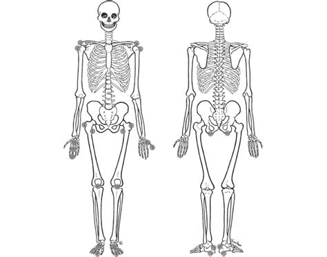 Axial and Appendicular Skeleton Quiz