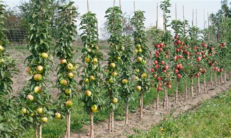 Columnar Fruit Trees Usa | Fruit Trees