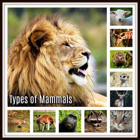 Types of Mammals | Placental, Marsupial & Monotremes | Mammals