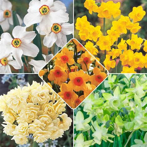 Buy Most Fragrant Daffodil Collection | Breck's