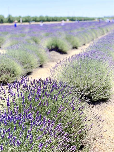 7 California Lavender Fields and Farms (Including My Absolute Favorite!)