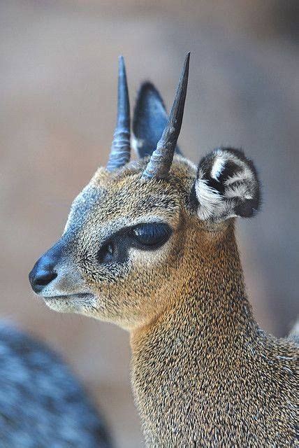 Deer Pictures | Unusual animals, Rare animals, Animals with horns