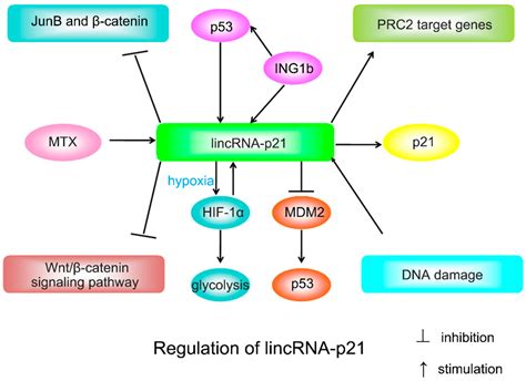 IJMS | Free Full-Text | LincRNA-p21: Implications in Human Diseases