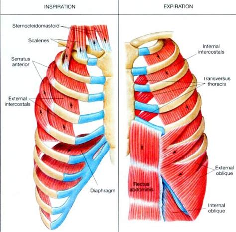 external intercostal muscles action | Respiration - Pilates Patio, Pilates studio in Ottawa ...