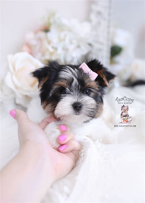 Parti Yorkie Breeder South FL | Teacup Puppies & Boutique