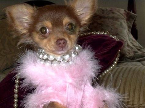 Zsa Zsa Sophie. Chihuahua Dress, Chihuahua Names, Teacup Chihuahua Puppies, Chihuahua Mom, Long ...