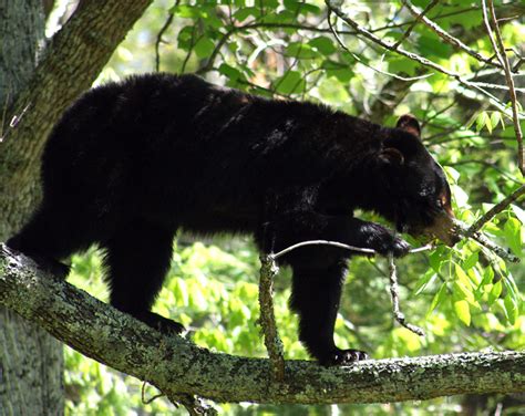 Best Place to See Black Bears | Great Smoky Mountains National Park