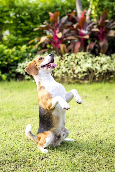 Little beagle puppy stock image. Image of doggy, exterior - 48120519