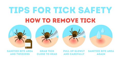 How to Remove an Attached Tick | Burke Animal Clinic