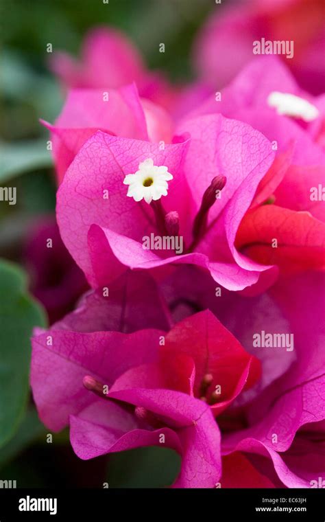 Bougainvillea spectabilis bracts and flowers Stock Photo - Alamy