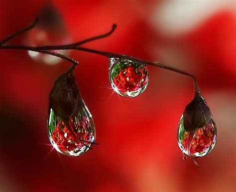 Photography Today: Beautiful raindrops