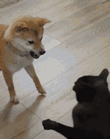 Doggo Shiba GIF - Doggo Shiba Shiba Inu - Discover & Share GIFs