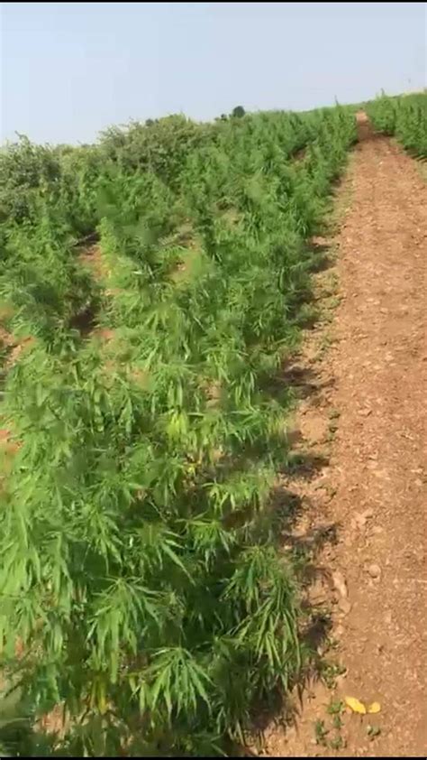 Gujarat: Cannabis strain worth Rs 90 lakh seized from Hemp farmland in Amreli | India News - The ...