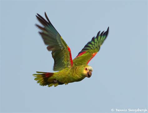 8239 Yellow-faced Parrot, Pantanal, Brazil-sharpen-stabilize - Dennis ...