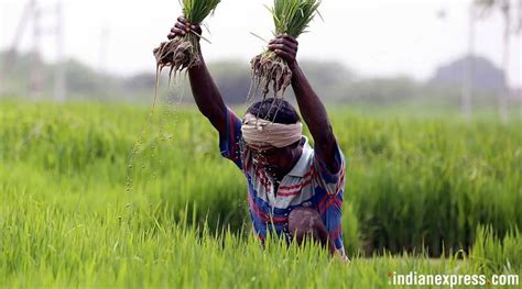 Only 23% of rural income from farming, reveals NABARD 2016-17 survey | India News - The Indian ...