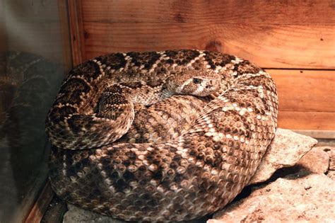 Crotalus atrox stock image. Image of skin, snake, lamp - 29626579