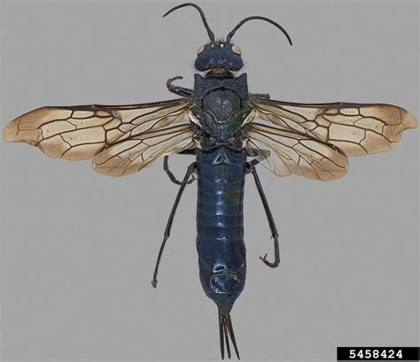 Sirex woodwasp (Sirex juvencus californicus)