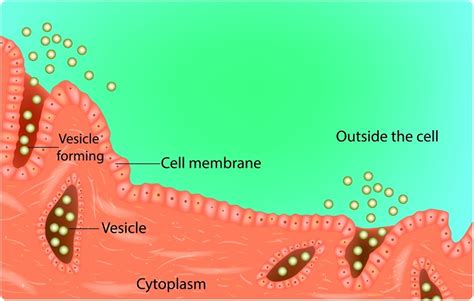 Clathrin-mediated Endocytosis