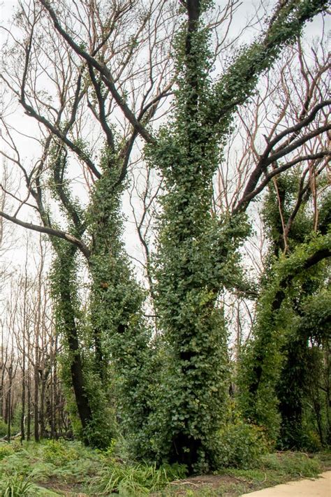 Australian Bushfires Aftermath: Eucalyptus Trees Recovering after Severe Fire Damage Stock Image ...