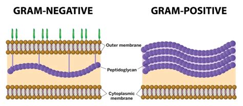 Gram Positive Bacteria Structure