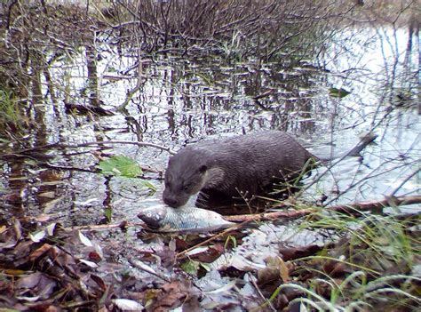 Study reveals wildlife is abundant in Chernobyl