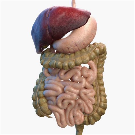 3D human digestive model - TurboSquid 1469280