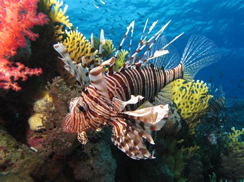 File:Common lionfish near Dunraven wreck.JPG - Wikimedia Commons