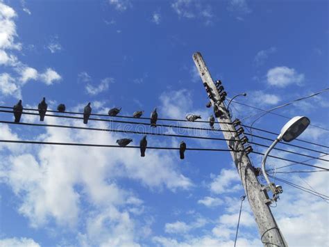 A Group of Pigeons Perched on a Power Lines Against a Blue Sky. Birds on Electric Cables Stock ...