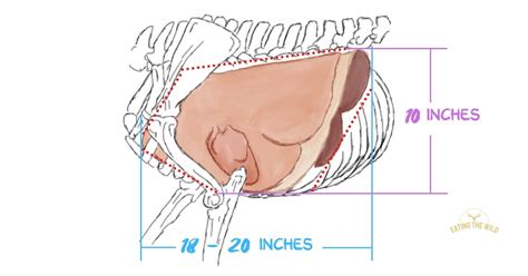 Deer Kill Zone Size Explained - eatingthewild.com