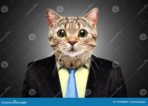 Portrait of a Cat in a Business Suit Stock Image - Image of director, feline: 141948869