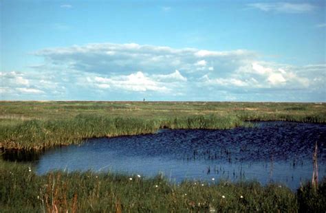 Free picture: sedge, marsh, landscape