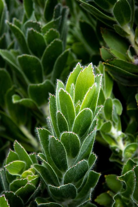 Green Plant in Close Up Photography · Free Stock Photo