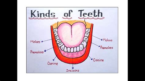 Human Teeth Diagram For Kids