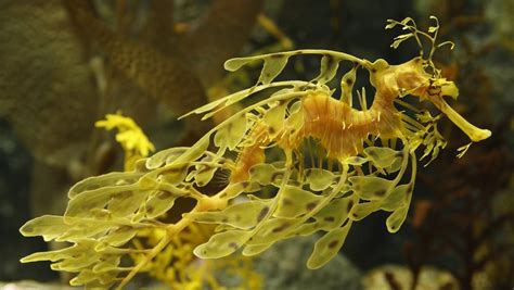 Sea Creatures’ Most Amazing Camouflage | Atlantis Bali Diving