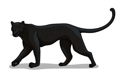 Premium Vector | Panther big cat isolated in cartoon style. educational ...