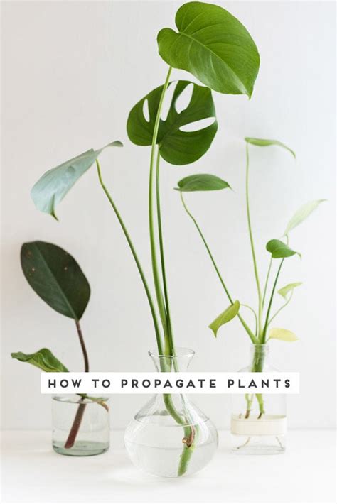 Plant One on Me: 3 Easy Steps to Plant Propagation - Paper and Stitch